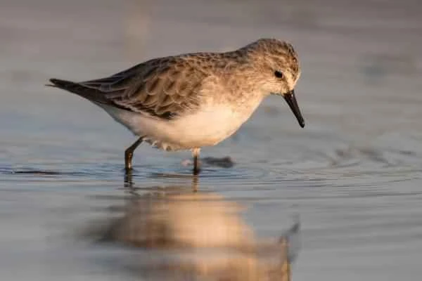 Aves limícolas: Qué son y ejemplos - Correlimos menudo (Calidris minuta)
