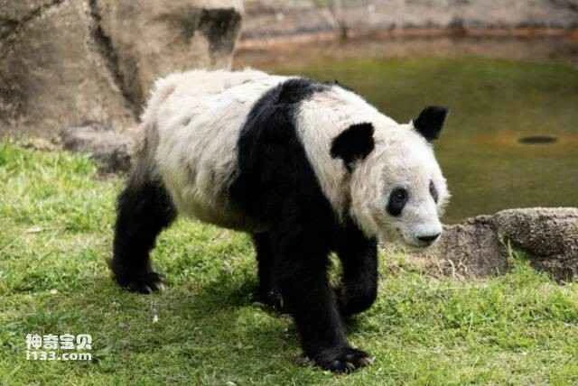 Giant panda "Ya Ya" departs from the United States to return to China
