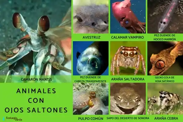 2025082886501168.webp 13.webp