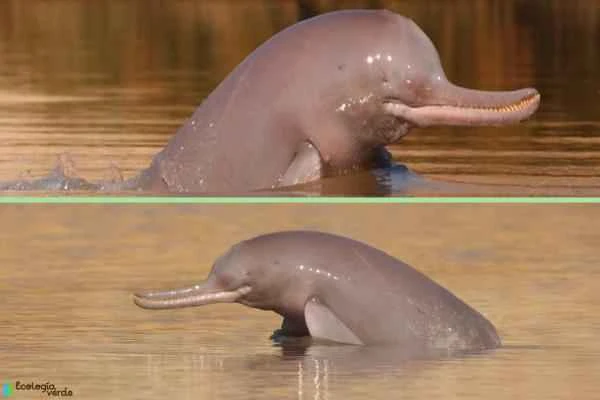 Dolphin species - Ganges River Dolphin Family
