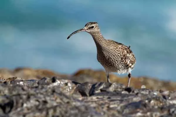 Aves limícolas: Qué son y ejemplos - Zarapito trinador (Numenius phaeopus)