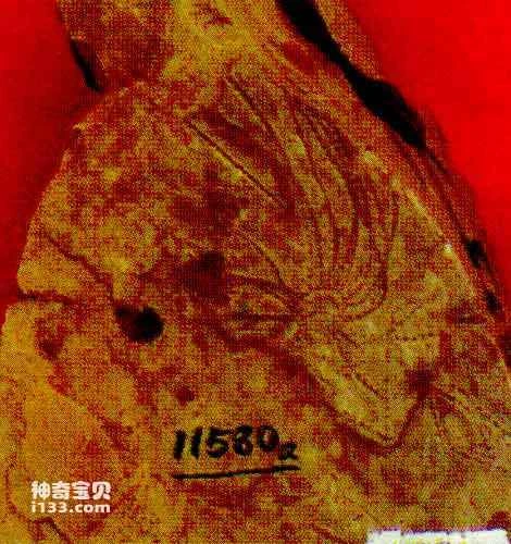 The morphology and life of graptolites (representative of ancient hemoteric animals)