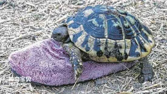 A tortoise and a slipper have been in love for 30 years.