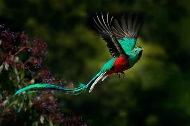 The Great Green Quetzal, also known as the Lady Quetzal, Guchard, Eysark, Green Quetzal, and Giant Quetzal, is a bird commonly called the Great Green Quetzal. 凤尾绿咬鹃,又称贵妇鸟、格查尔鸟、爱沙尔克鸟、绿咬鹃、大咬鹃