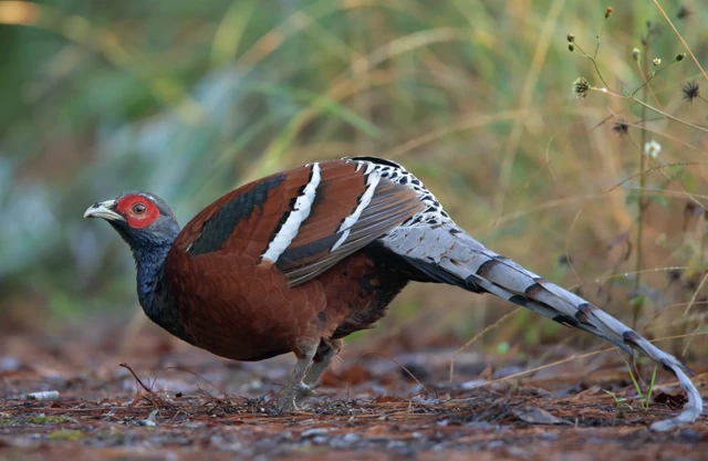 2025012938618720.png 8.png