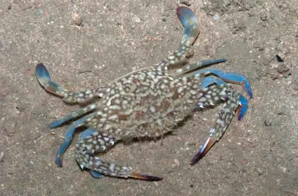 Crab species - Blue swimming crab (Portunus pelagicus)