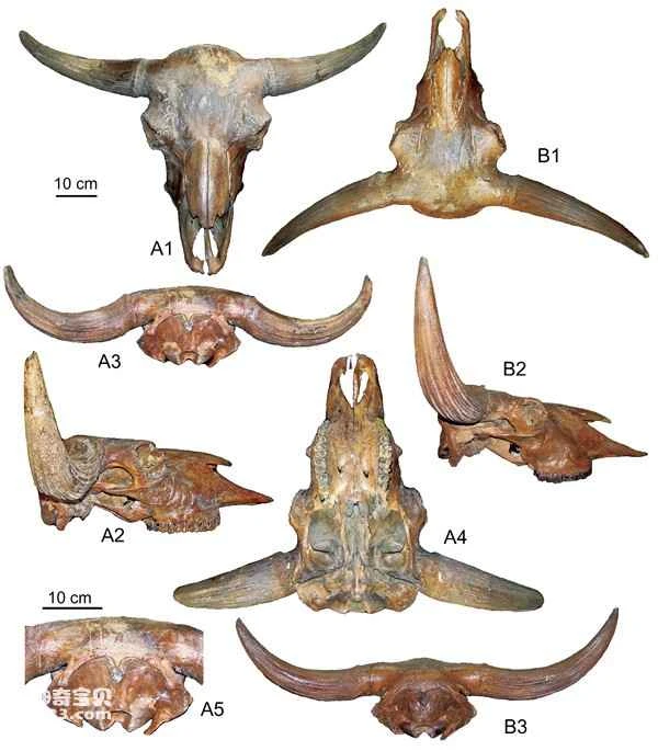 The Northeast bison is classified as a steppe bison species (bison fossils).