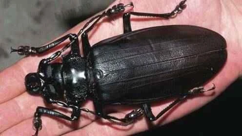 Titan beetle, the largest insect on Earth