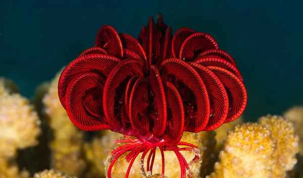 The Mysterious Charm of the Red Feather Starfish