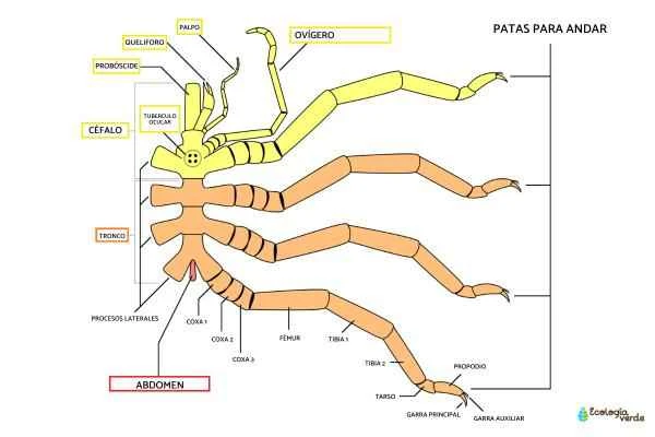 Arañas de mar: características, hábitat y alimentación - Quéson las arañas de mar y sus características