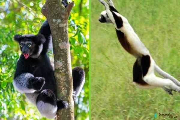 Tipos de lémur - Indríidos