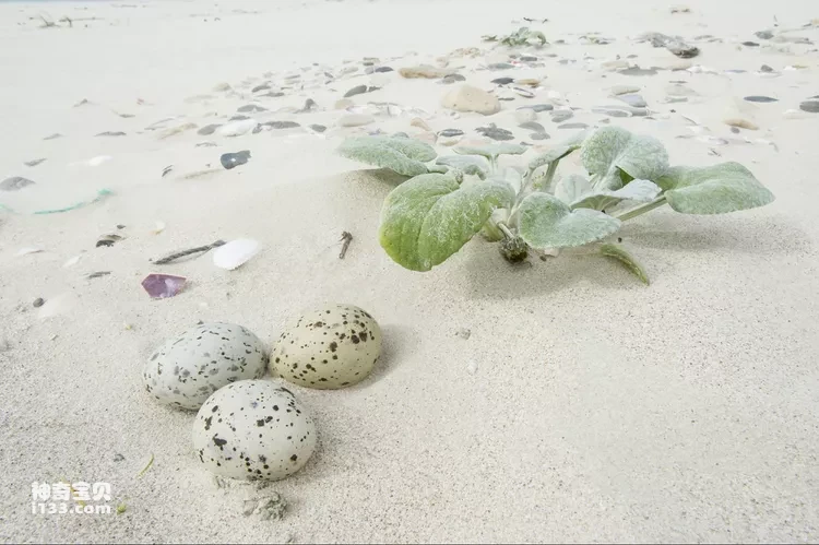 Seven types of bird nests, how many have you seen?