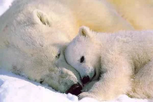 Bear species - Polar bear (Ursus maritimus)