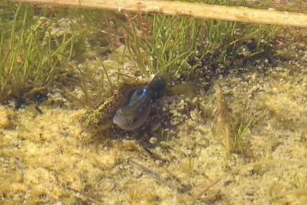The endangered desert fish (Cyprinodon macularius) of Baja California.