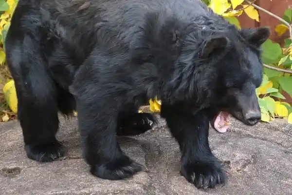 2025082643155231.webp 2.webp