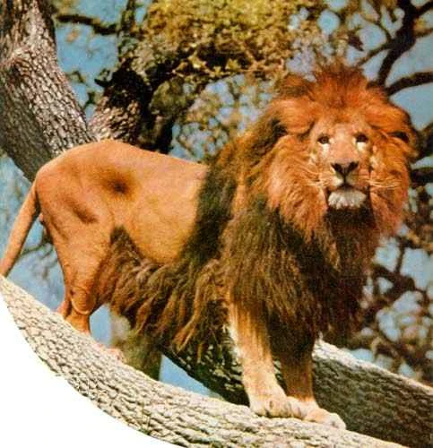 Biological systems and classification