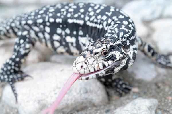 Tipos de lagartos - Lagarto overo