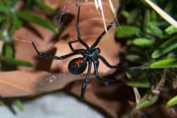 Animales venenosos de México - Viuda negra (Latrodectus mactans)