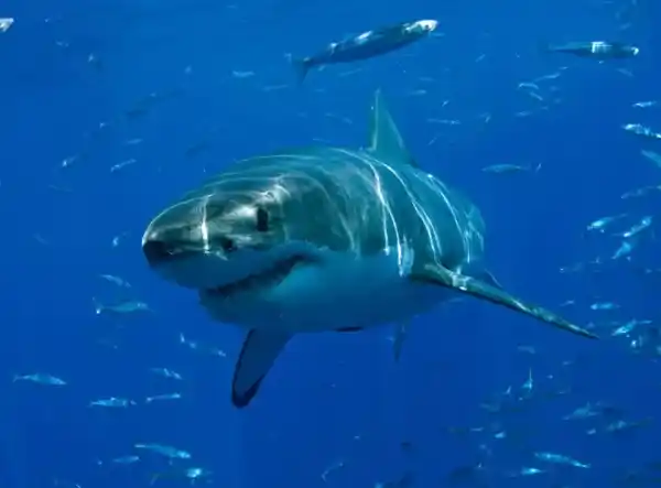 2025082550422659.webp 3.webp