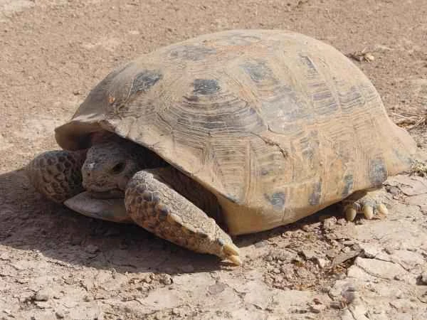 Mexican reptile - Boulsen tortoise (Gopherus flavomarginatus)