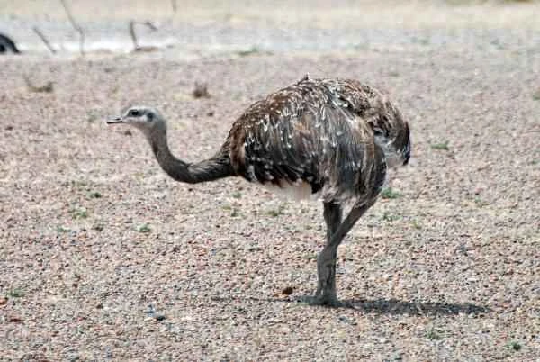 Animals of Patagonia-Ñandú patagónico