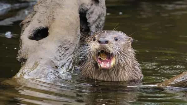 Tipos de nutrias - Nutria sureña de río (Lontra provocax)