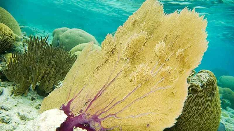 Neon Venus/Gorgon Sea Fan, a species of coral reef.