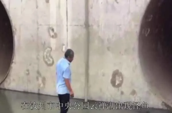 The giant, strange fish in Ruzhou, Henan Province, is a highly endangered invasive species; even draining the lake would be an effort to catch it.