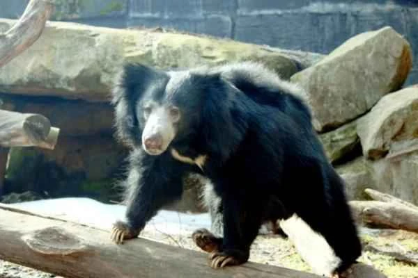 Bear species - sloth bear (Melursus ursinus)
