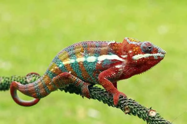 Let us rediscover the fascinating world of chameleons.
