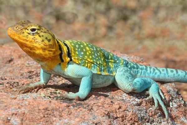 Types of Lizards - Collared Lizards