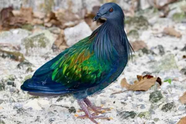 Tipos de palomas - Paloma de Nicobar