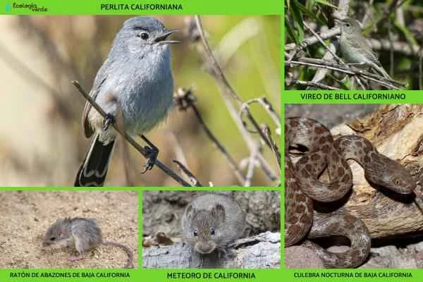 Endangered animals in Baja California -