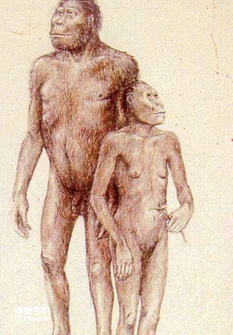 Australopithecus boisei