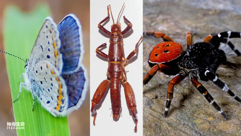 The 10 Most Valuable Insects