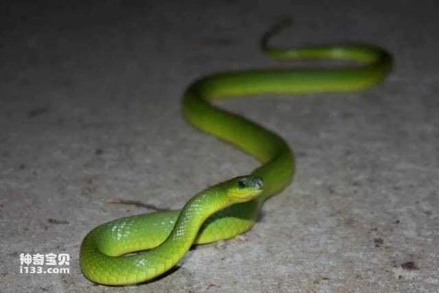 Top 10 Green Snakes in the World