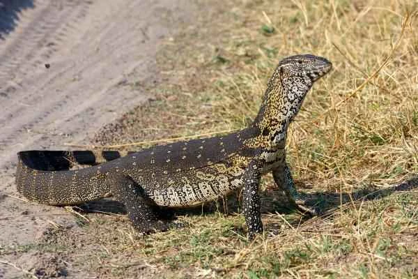 Lizard species - Nile Monitor Lizard