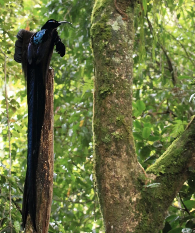 黑镰嘴鸟（Epimachus fastosus）又称黑镰嘴风鸟