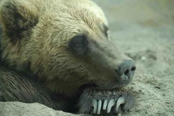 Oso grizzly: Come and características - Características del oso grizzly