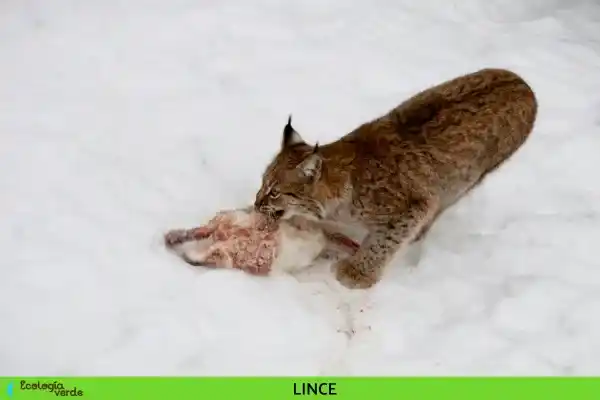 2025072882324554.webp 4.webp