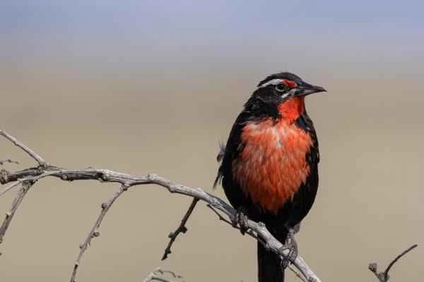 Animals in peligro de extinción in Uruguay - Loica pampeana