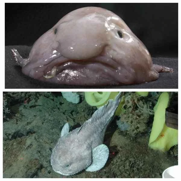 Water blob fish.jpg 水滴鱼.jpg