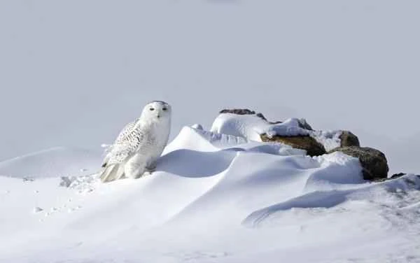 Búho nival: características, dónde vive y qué come - Dónde vive el búho nival