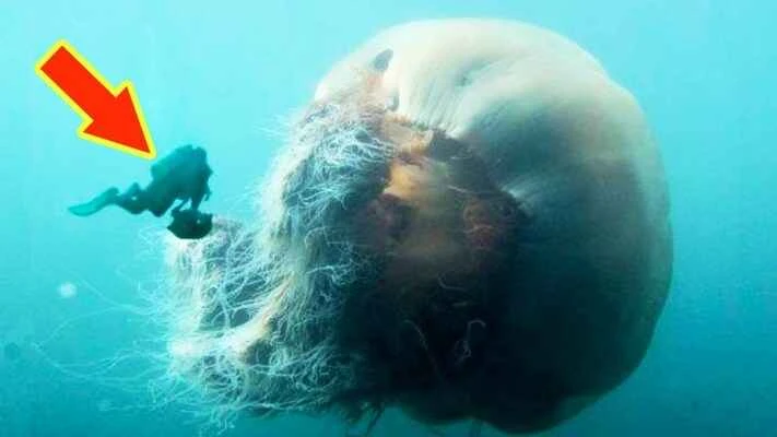 The world's ten largest jellyfish
