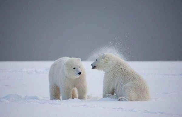 30 Fun Facts About Polar Bears