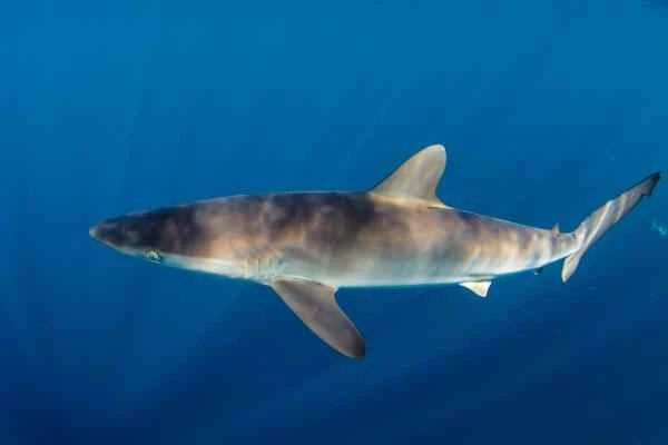 Pelagic Fish: What They Are, Characteristics, and Examples - Silky Shark