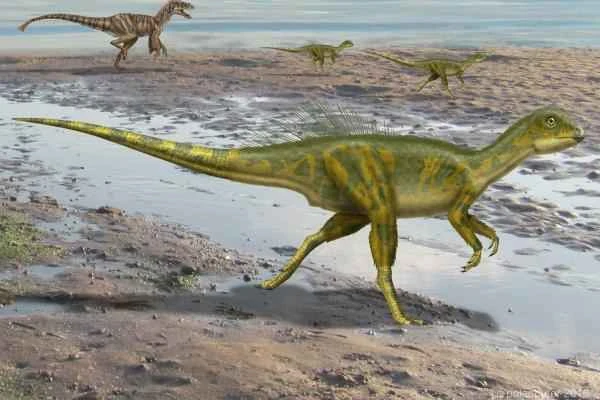 Dinosaurios encontrados en España - Hypsilophodon sp.