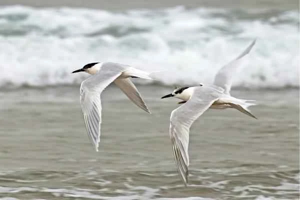 Mediterranean seabird - Three-toed gull