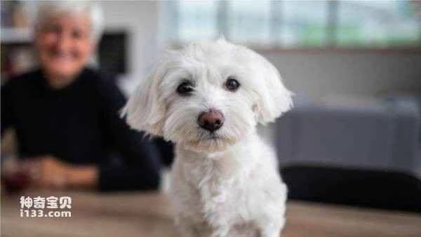 A dog's lifespan: How to find out exactly how old your dog is.