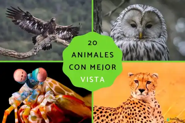 20 animals with the best eyesight
